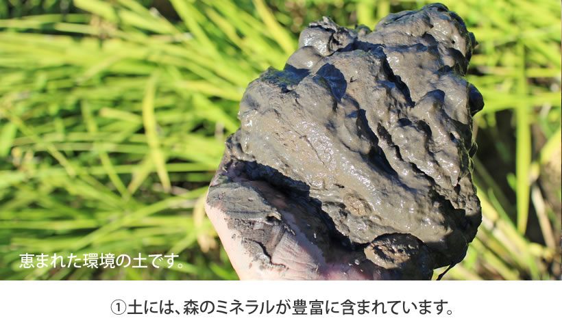 ①広葉樹のクヌギ林が作り出すミネラル豊富な土