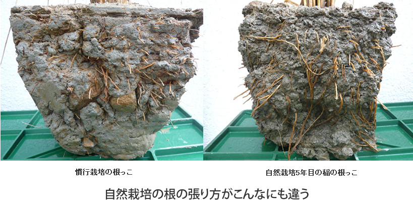 自然栽培は根の張り方が違う