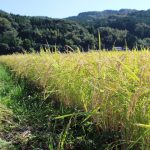 自家採種の大事さ – 自然栽培米ササニシキ –