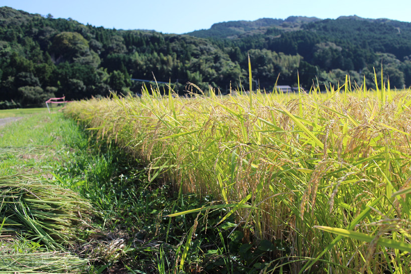 有機栽培の本質は良い-自然栽培米ササニシキ-