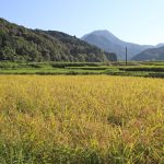 ササニシキ無農薬米-大分県自然栽培米ササニシキ-