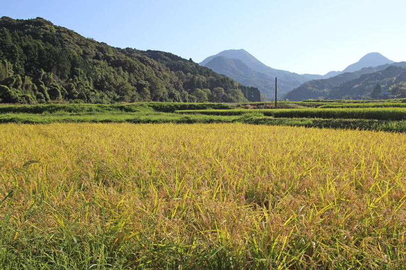 【世界農業遺産】自然栽培米ササニシキ　村田光貴