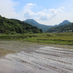 ササニシキ田植え後