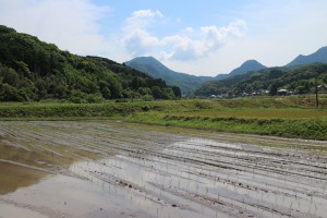 ササニシキ田植え後