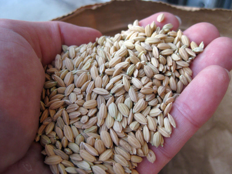 自家採種が重要と考えているお米|村田自然栽培米ササニシキ