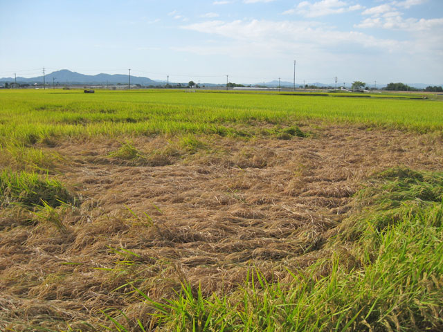 無農薬米が闘う虫たち|村田自然栽培米ササニシキ