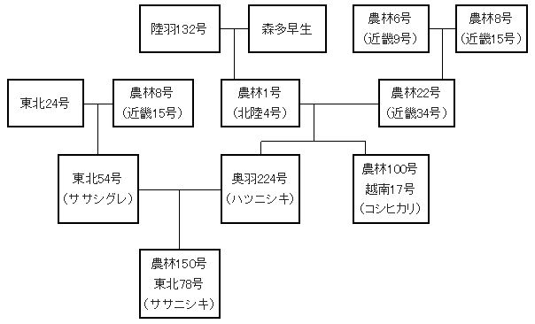 コシヒカリ・ササニシキ系統図