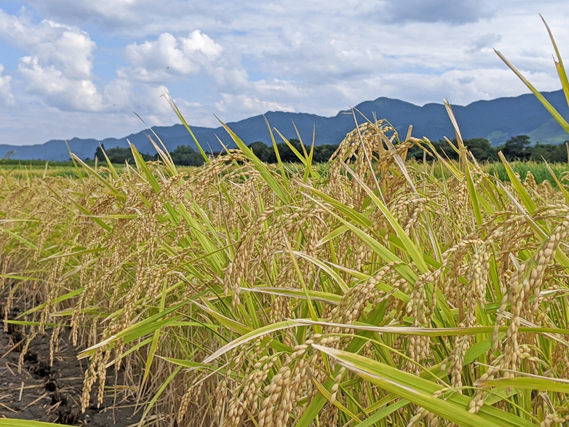 日本での肥料の歴史|自然栽培米