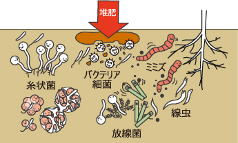 土壌微生物の働きからみる無農薬米 自然栽培米の重要性 自然栽培米ササニシキ 日本に残したい伝統のお米専門店 農家直送通販サイト