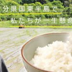 無農薬で育てるササニシキ|村田 光貴の自然栽培米ササニシキ