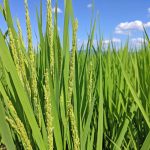 稲の出穂とは？ヒノヒカリの出穂を見てみる