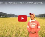 2016年度自然栽培米ササニシキ収穫