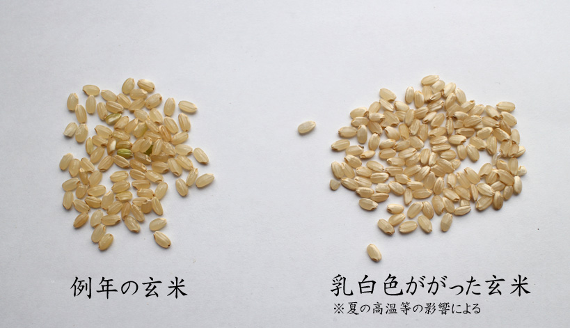 乳白色のお米に関し-無農薬・無肥料栽培のお米