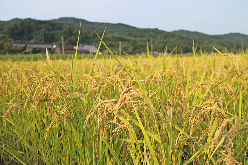 2016年度自然栽培米ササニシキ
