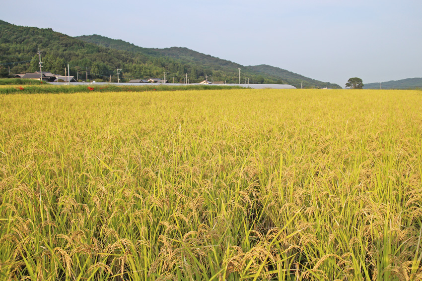 2016年度喜び米-自然栽培米ササニシキ収穫-