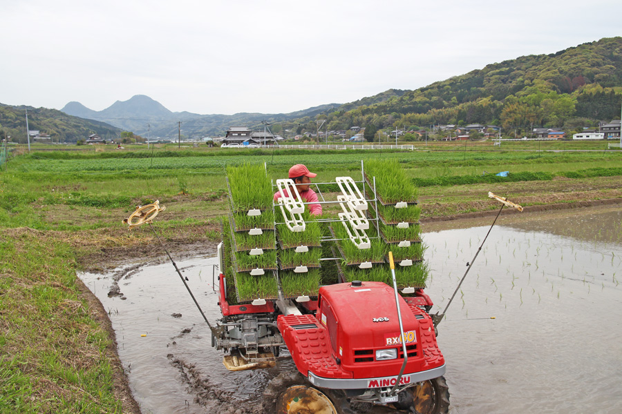 無農薬にこだわる自然栽培米ササニシキ田植え(大分県国東半島)