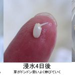 喜び米自然栽培米ササニシキ発芽実験