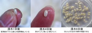 喜び米自然栽培米ササニシキ発芽実験