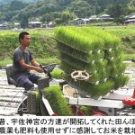 自然栽培米ササニシキ玄米麺の特徴