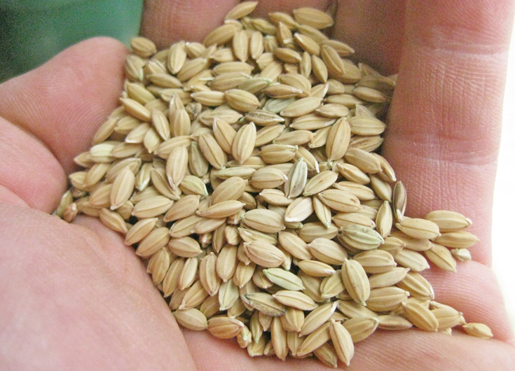 前田自然栽培米ミナミニシキの種籾