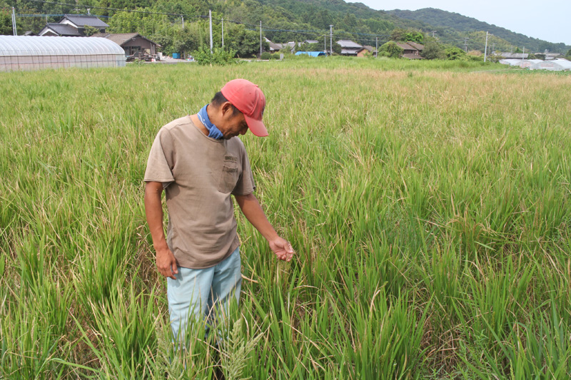 世界農業遺産の大分県国東半島での雨不足の影響を受けた自然栽培米ササニシキ・ササシグレ