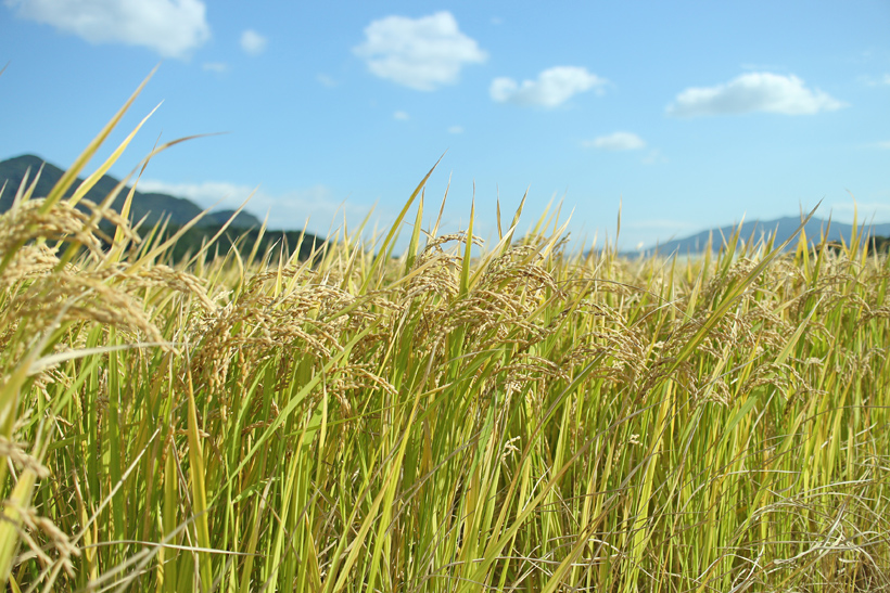 前田自然栽培ミナミニシキが生命力溢れるお米と言われている理由
