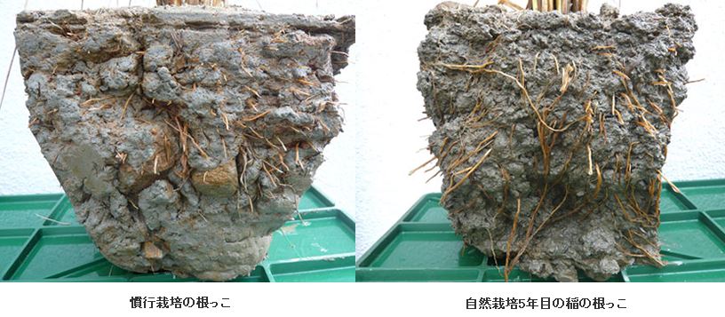 自然栽培米根の比較
