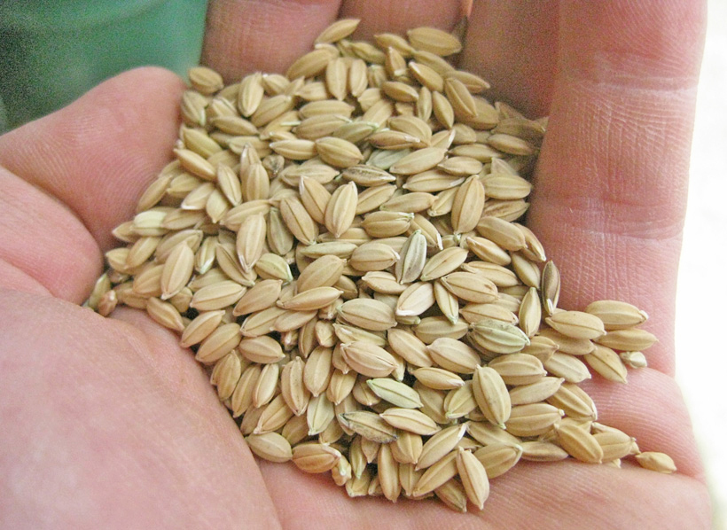 ミナミニシキの種籾