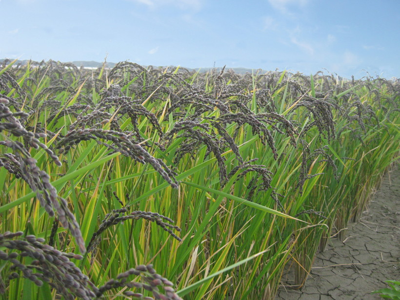 自然栽培無農薬古代米(黒米・赤米・緑米・香り米)｜雑穀米が創る豊かな