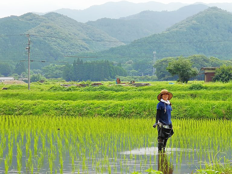 自然栽培米の田んぼ