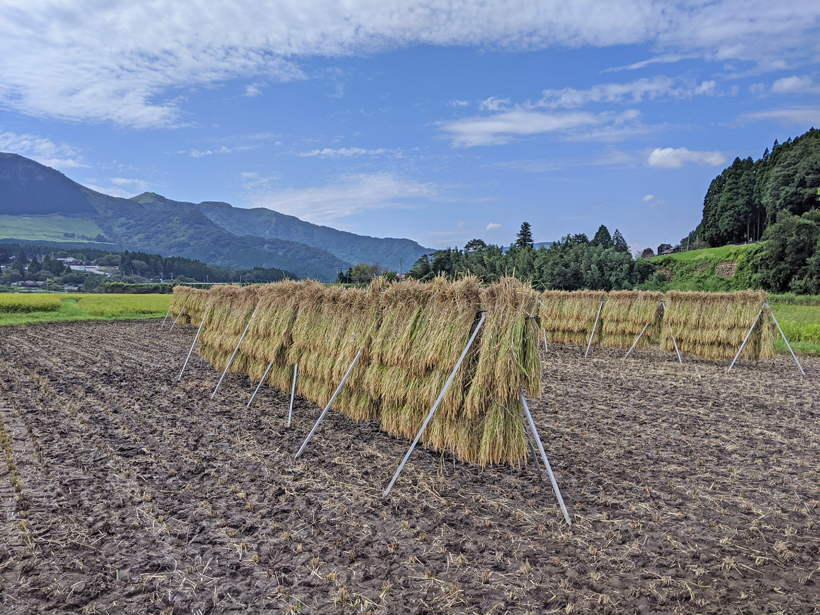 大森博の天日干し自然栽培米ササニシキ