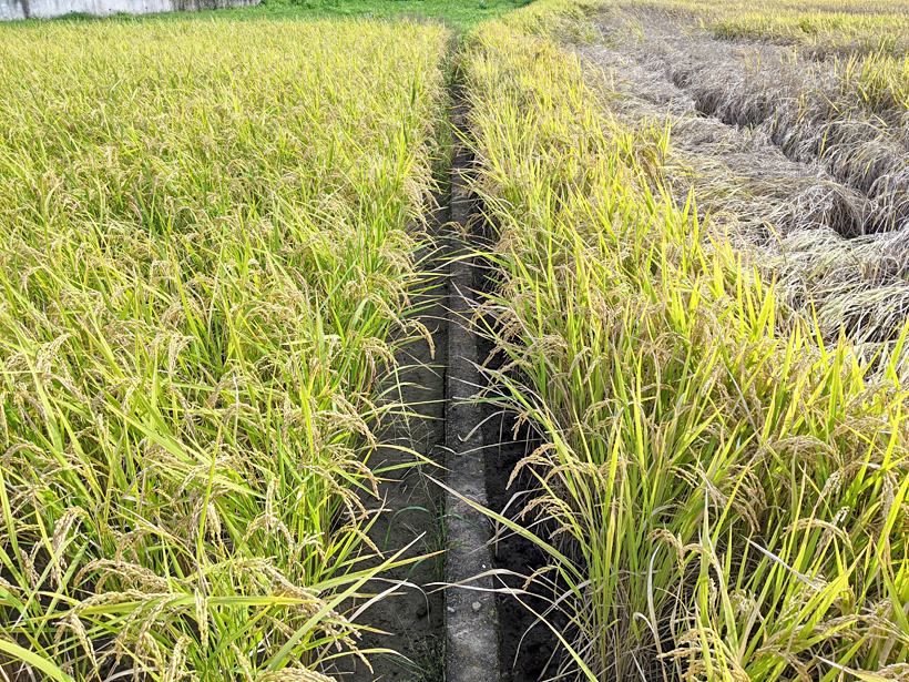 自然栽培米を作る諌山さんの揺るぎない信念「無農薬しか考えられない」