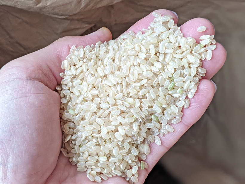 稲本自然栽培米の玄米