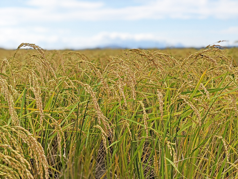 稲本自然栽培米の稲