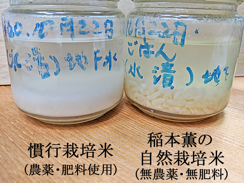 稲本自然栽培米の比較