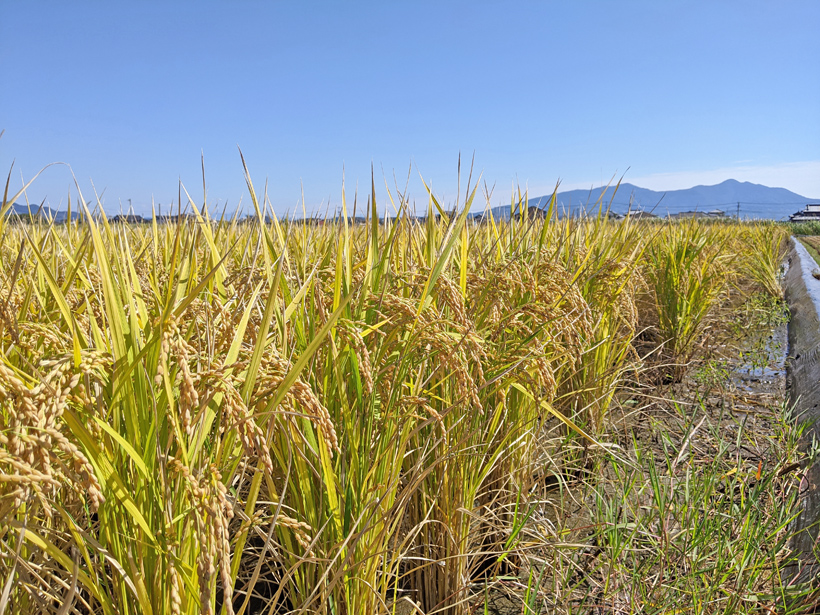 野田自然栽培米あきまさりの稲