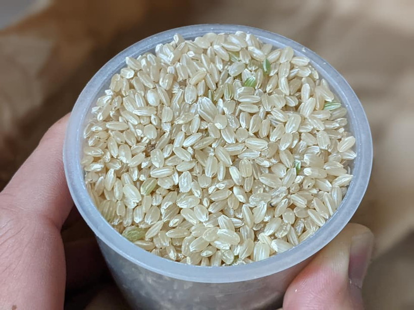 諌山自然栽培米イセヒカリ
