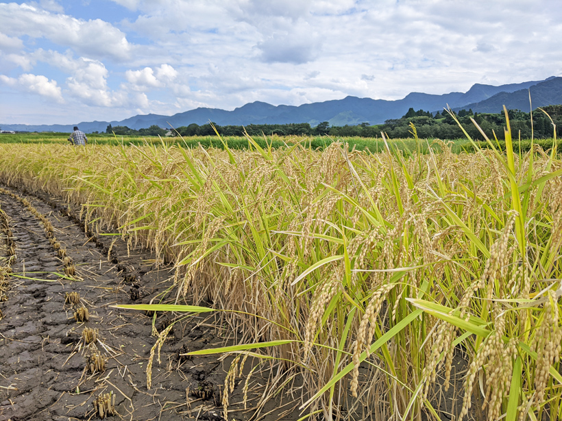 自然栽培間米ササニシキ収穫