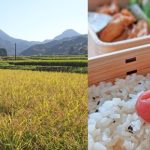 ササニシキやイセヒカリなどあっさり系のお米のアミロース値はどのくらい？