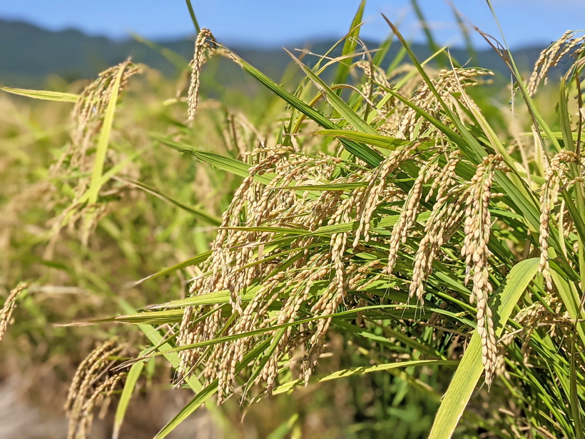 松本自然栽培米イセヒカリ