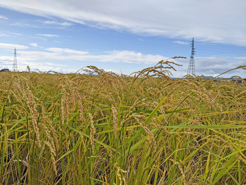 稲本自然栽培米