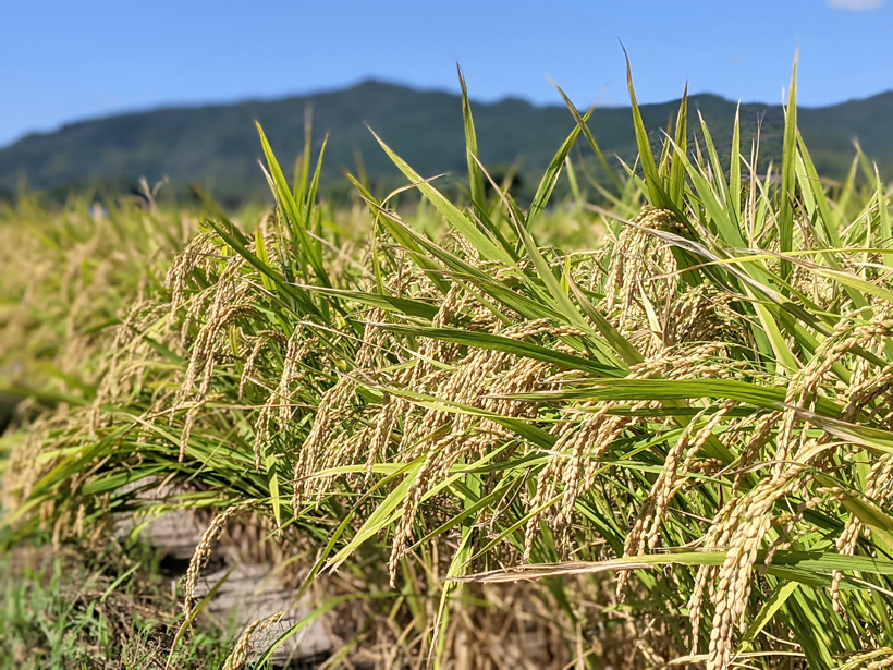 松本自然栽培米の稲穂