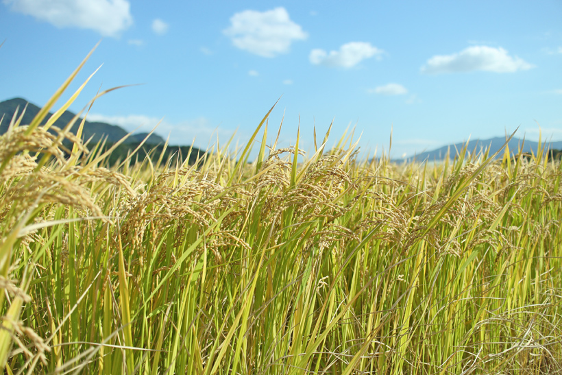 自然栽培米ミナミニシキの稲