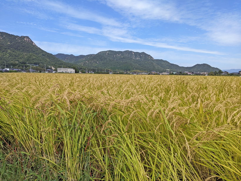 伝統品種米と山
