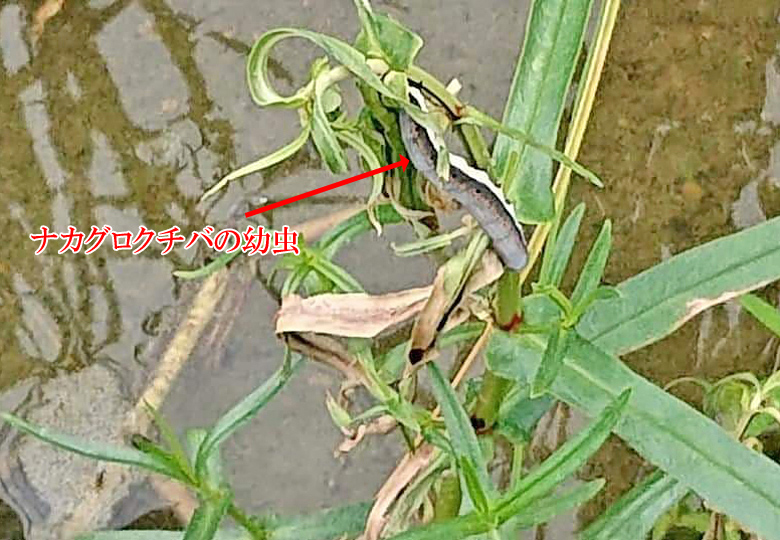ナカグロクチバの幼虫が水田雑草を食べる