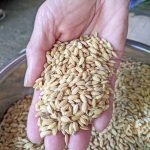 現代に旭米・穂増米を作る理由とは？｜桑原自然栽培米