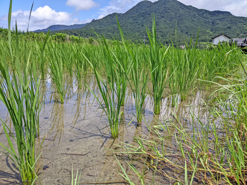 のどか米-山本自然栽培米の稲