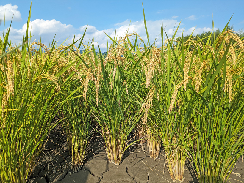 自然栽培米イセヒカリの株
