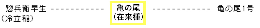 亀の尾の系譜図