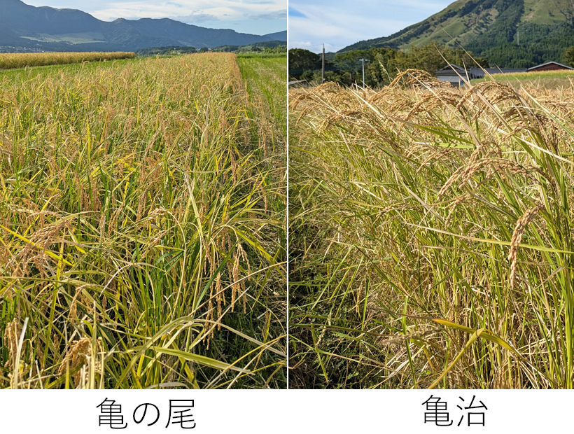 亀の尾と亀治の稲の立ち姿